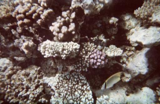Blue Hole Dahab