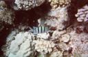 Blue Hole Dahab