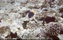 Blue Hole Dahab