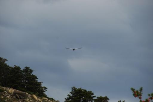 El Condor!