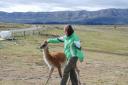 Aaien van een guanaco