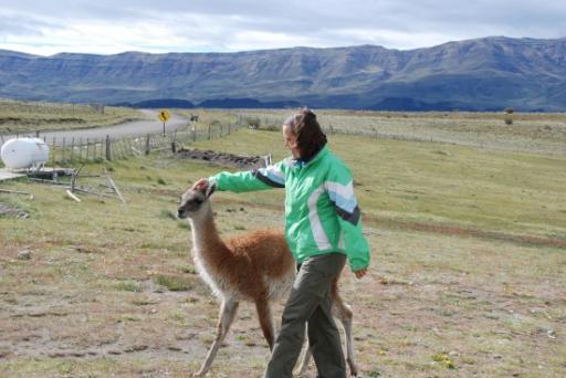 Aaien van een guanaco