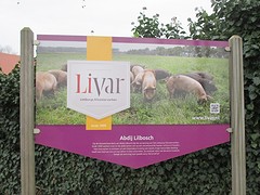 IMG_4675