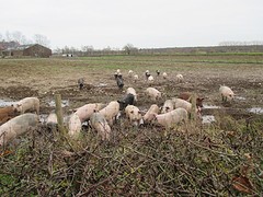 IMG_4676