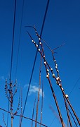 IMG_04700 (2)