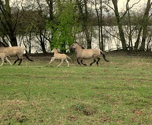 IMG_4979