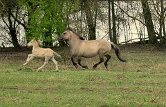 IMG_4979a