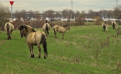 IMG_4982