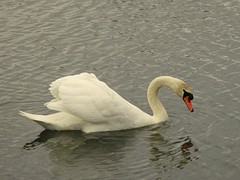 IMG_4991