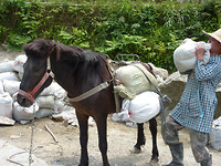 ping an paard (2)