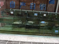vis vitrine Beihai