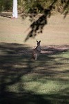 dag 10-wallabie