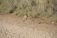 dag 11-skippy
