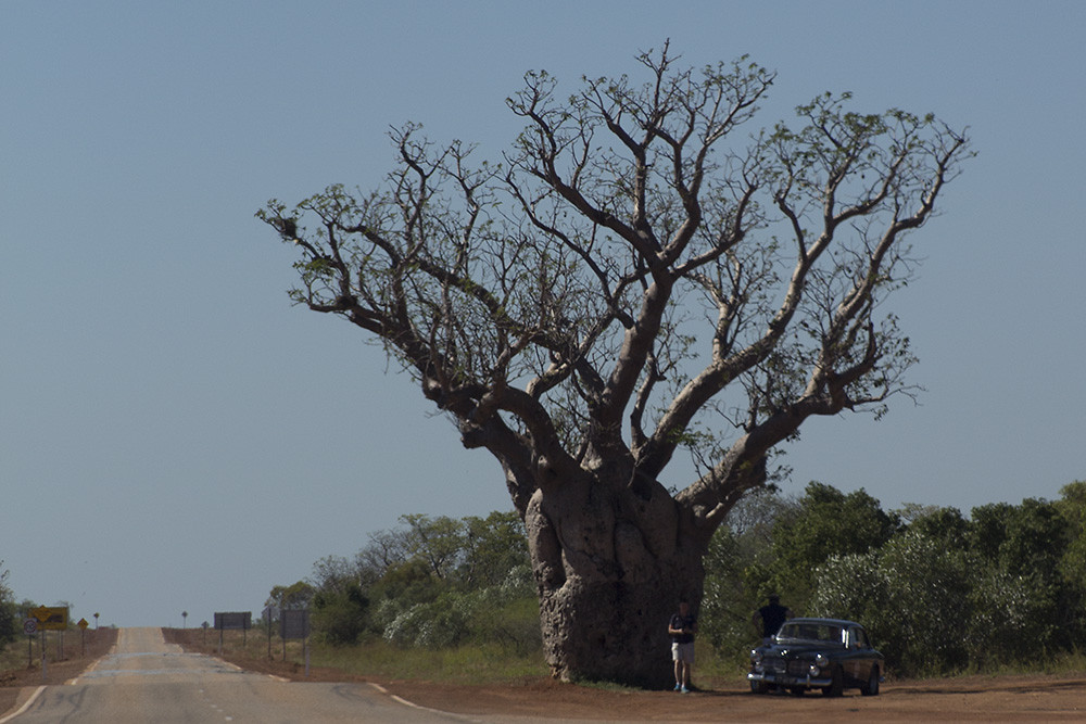 dag 11-boabtree