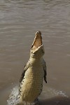 dag 16-jumpingcrocs2