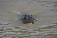 dag 16-jumpingcrocs1