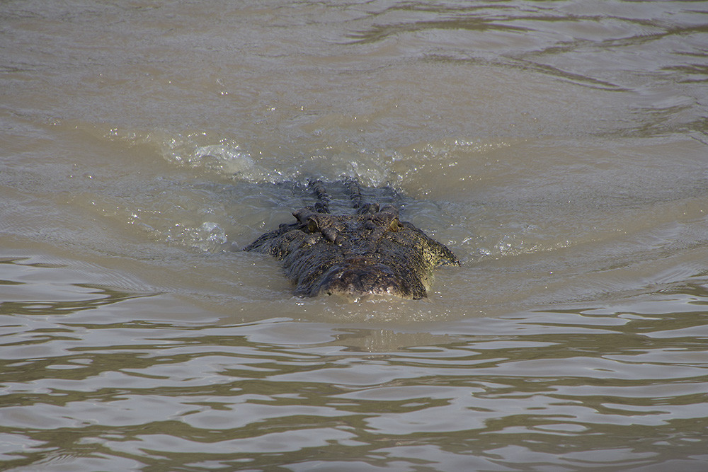 dag 16-jumpingcrocs1