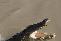 dag 16-jumpingcrocs6