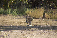 dag 17-wallabi