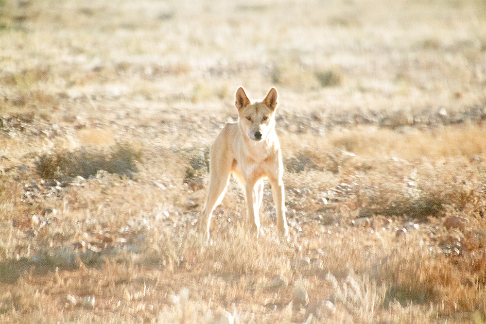 dag 23-dingo