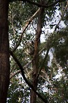 dag 27-koala2