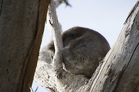dag 27-koala1