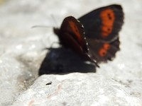 P7235103