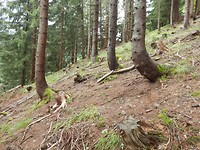 P7296685