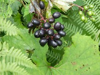 P7296695