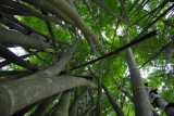 Bamboo-bos