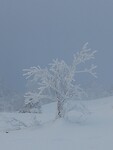 IMG_20231126_125022