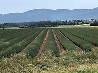 IMG_1478