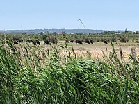 IMG_1563
