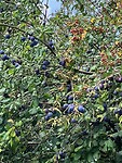 IMG_3738