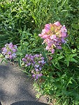 IMG_3851