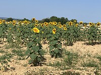 IMG_3909