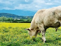 Pyreneeën