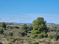 Molinos