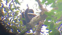 Gibbons