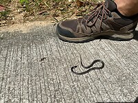 IMG_6075