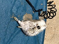 IMG_9655
