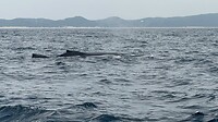 IMG_8045
