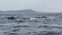 Humpback Wales