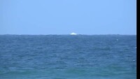 Jump humpback Wale