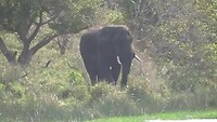 iSimangaliso wetlands Olifanten Badderen