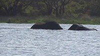 iSimangaliso wetlands Olifanten Badderen deel 2
