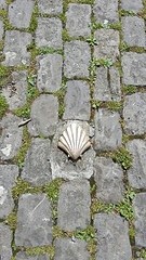 De schelp