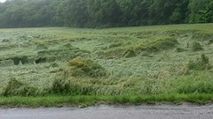 Het platgeslagen korenveld