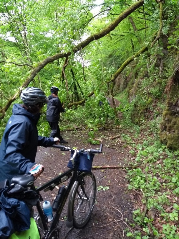 Veel bomen omgewaaid door het slechte weer