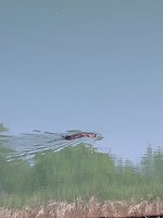 Een otter